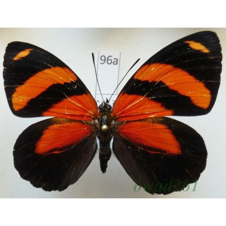 Callicore cynosura (Doubleday & Hewitson, 1847 Peru96a
